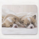 Search for welsh mouse mats Animal