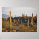 Search for sonoran posters Nature