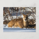 Search for low lying postcards Winter