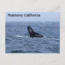 Search for tail postcards Monterey