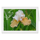 Search for white iris Photography