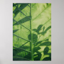 Search for cool plants posters Pattern