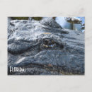 Search for gators postcards Wildlife