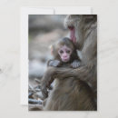 Search for macaques cards Awaji island
