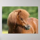 Search for chestnut pony art Headshot