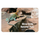 Search for lizards magnets Wildlife
