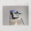 Search for beak postcards Snow