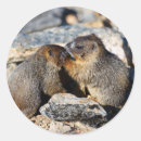 Search for marmot stickers Animal
