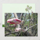 Search for roseate cards Spoonbill