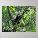 Search for red panda posters Nature