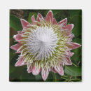 Search for big flower magnets Nature