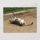 Search for waking up postcards Cat