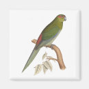 Search for parakeet Illustration