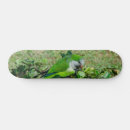 Search for parrots skateboards Nature