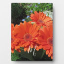 Search for daisies plaques Photography