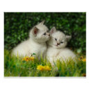 Search for kitten posters British shorthair