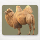 Search for hump mouse mats Animal
