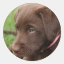 Search for brown lab stickers Retriever