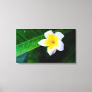 Search for frangipani flower canvas prints Island