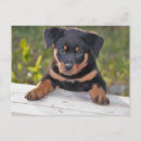 Search for rottweiler puppy postcards Rottweiller