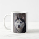 Search for white siberian husky Black and white dog