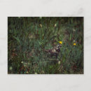 Search for larks postcards Nature