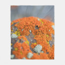 Search for lichens Moss