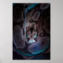 Search for constrictor posters Boa