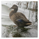 Search for duck tiles Lake