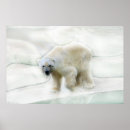 Search for polar posters Wild animal