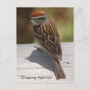 Search for chipping postcards Animal