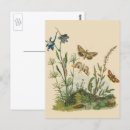 Search for life cycle postcards Chrysalis