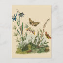 Search for butterfly garden postcards Nature