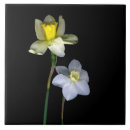 Search for daffodil tiles Black and white