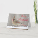 Search for cardinal photo christmas cards Winter bird