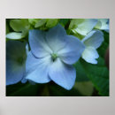 Search for blue hydrangeas photography Plants