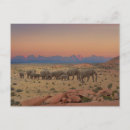 Search for herd postcards Desert