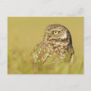 Search for burrowing postcards Wildlife