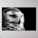 Search for black white owl posters Bird