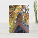 Search for squirrel photo cards Photography