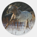 Search for appaloosa stickers Running