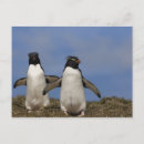 Search for falkland postcards Eudyptes chrysocome
