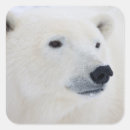 Search for manitoba stickers Arctic