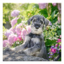 Search for schnauzer puppy posters Cute