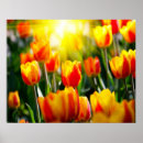 Search for yellow tulip posters Landscape