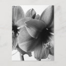 Search for houseplant postcards Flower