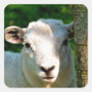 Search for little sheep stickers Farm animals
