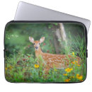 Search for fawn cases Animals in the wild