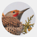 Search for flickers stickers Woodpecker
