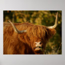 Search for scottish highland posters Animal